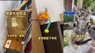 【本喵叫兔兔🐰】一撮黑在公司崗位上乾的非常賣力，做出了極大的貢獻，所以我獎勵了一撮黑