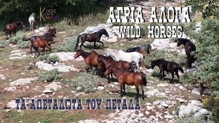 Άγρια Άλογα, τα απετάλωτα του Πεταλά,Wild Horses Greece