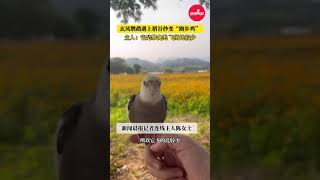 玄凤鹦鹉遇上稻谷秒变跑步鸡A cockatiel turns into a running chicken upon encountering rice!