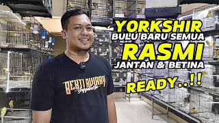 Review KENARI IMPORT‼️Wah ada RASMI Jantan & Betina‼️YORKSHIR bulu baru semua...