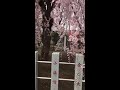 成田山桜