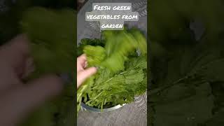 fresh Green vegetables from garden #foodlover