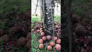 ต้นสาละ ดอกสวยมากๆ Cannonball tree เป็นไม้ยืนต้นผลัดใบขนาดใหญ่