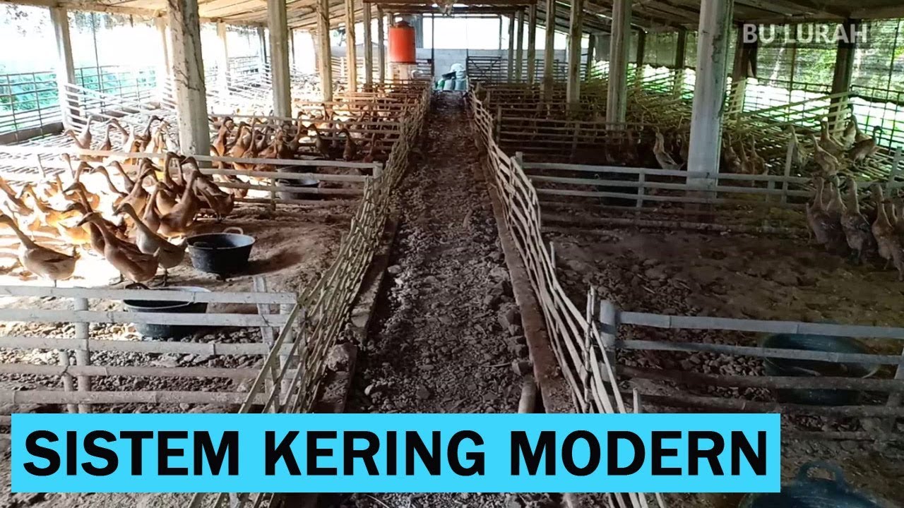 Cara Membuat Kandang Bebek Petelur Sistem Kering Perumperindo Co Id