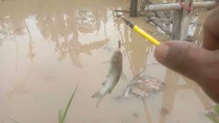 mancing ikan keting di sungai yg meluap tetangga malah dapat baramundi dn gabus#mancing #fishing