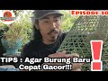 CARA MERAWAT BURUNG TEKUKUR BARU DAPAT DARI HUTAN/PASAR.