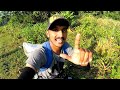 വരാല് ഇതിനെ കണ്ടാൽ വിടത്തില്ല.. cherumeen fishing varal fishing snakehead fishing kerala fish