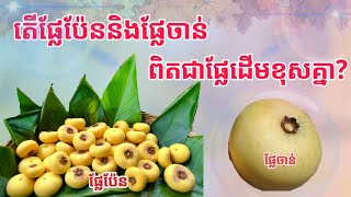 តើផ្លែប៉ែន និងផ្លែចាន់ ពិតជាផ្លែនៅលើដើមផ្សេងគ្នា? | gold apple|