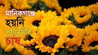 মানিকগঞ্জে হয়নি সূর্য্যমুখীর চাষ | Sunflower | BADC | Seeds | Farmer | Cultivate |  Farming