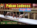 tips sederhana mencampur pakan ayam