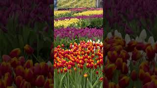 National Tulip Day Amsterdam 2025 #tulips #amsterdam  #walkingvideo