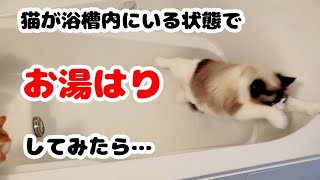 猫が浴槽から退かないのでそのままお湯はりをして見たら…