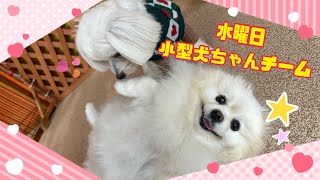 【犬の幼稚園】紫竹山店🐾水曜日の小型犬ちゃんチーム🐾