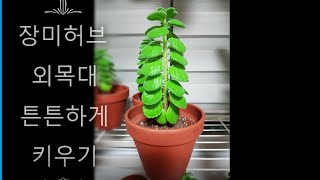 #장미허브#외목대#튼튼하게#키우기