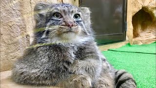 Pallas's cat　マヌルネコのエルくん＆アズちゃんは、どこに行くのかな～？（コマヌル）　那須どうぶつ王国　4K動画