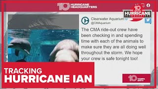 Clearwater Aquarium keeping the Dolphins, Otters and more safe during Hurricane Ian