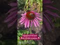 Grow perennials from seed