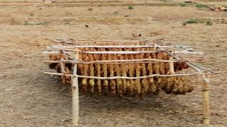 ตากใบยาสูบ ตากใบยาสูบก่อนส่งโรงงานทำบุหรี่ Drying tobacco before bring to factory