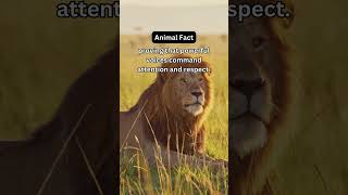 Why Do Lions Roar? Kingly Calls! 🦁🔊 #animals #facts