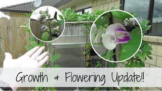 Growing Snail Vine | Growth \u0026 Flowering Update!!