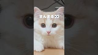 棚の下からニュルっと｜PECO #子猫 #スコティッシュフォールド #愛猫家 #子猫のいる生活 #scottishfold #kitten #kittenlife #catlover