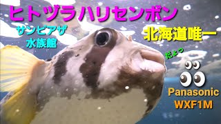 【サンピアザ水族館】  でかくて愛くるしい ヒトヅラハリセンボン 4K30p Panasonicデジタル4KビデオカメラWXF1M撮影映像