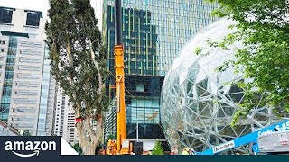 Rubi the Tree's Trip to Her New Home | Amazon News