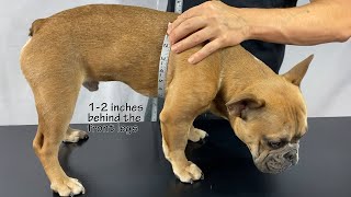 Tre Ponti USA - How to Measure - Dog