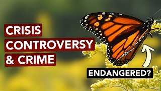 Are Monarch Butterflies Really In Trouble?