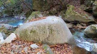 【西丹沢(西沢) 滝・渓谷めぐり】丹沢 渓谷 清流 紅葉 2024年11月23日 #nature #asmr #waterfall #trekking #canyon #maple GX011592