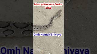 Most poisonous snake। ॐ नमः शिवाय। Russell's Viper। ମହା ମଣ୍ଡଳ/ ଚନ୍ଦନ ବୋଡା।#Shorts