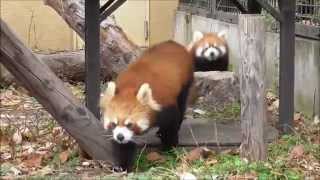 2015年10月27日　旭山動物園　レッサーパンダ　ユーユー親子１