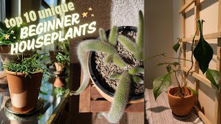 10 Must Have Unique Houseplants for Beginners