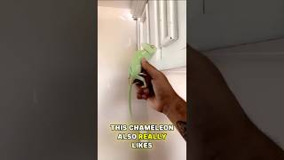 This chameleon is not #shorts #shortsvideo #shortsviral #chameleon #feedshorts