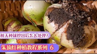 EP287 深秋如何处理朱顶红？种球起出来后怎么处理？