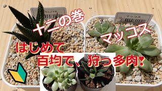 [多肉植物Ⅴlog047]初めて百均で、狩っ多肉❣やっと巡りあえた十二の巻、そして、マッコス😊