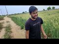 ese hoti hai faslo 🌾 ki boli hisar anaj mandi kya hai sarso ka bhav farming vlogs mandi