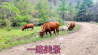 徒步下山欣賞鄉村景色，坐車到寶雞城中村住宿，晚上吃鹵菜配花卷