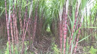 Sugar Cane Farm In Cambodia   ចំការអំពៅ