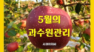 5월의 사과원 관리: 개화후 방제, 적과, 유목 유인 및 적심, 마그네슘 살포 등