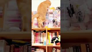 Top funny Cats | #120