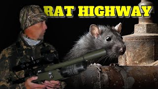 Rat Hunting with Airguns: How many can we get?