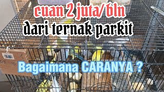 TERNAK PARKIT/// CUAN 2 JUTA/bulan dari ternak parkit