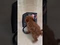 Pint-sized joy:Poodle steals lunch bag, playful antics!🐾🍱 #shorts #cute #toypoodle #cutedog #play