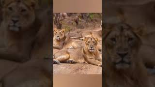 ગીર રાષ્ટ્રીય ઉદ્યાન l Gir National Park