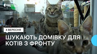 «Чим більше котів знайдуть родину, тим більше евакуйованих тварин ми зможемо прийняти»