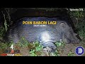 2 Ekor Babi Hutan Bertaring Tumbang, Ep318