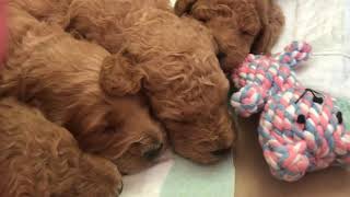 Lina/Paddington F1bb Medium Goldendoodle puppies 3 weeks old