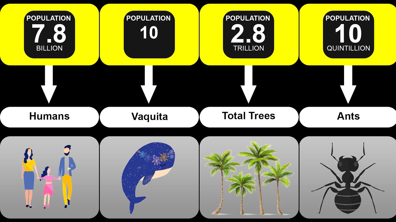 Comparison: Animal Populations - YouTube