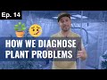 BuildASoil: HOW WE DIAGNOSE PLANT PROBLEMS (Season 4, Episode 14)